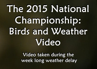 Birds & Weather Videos